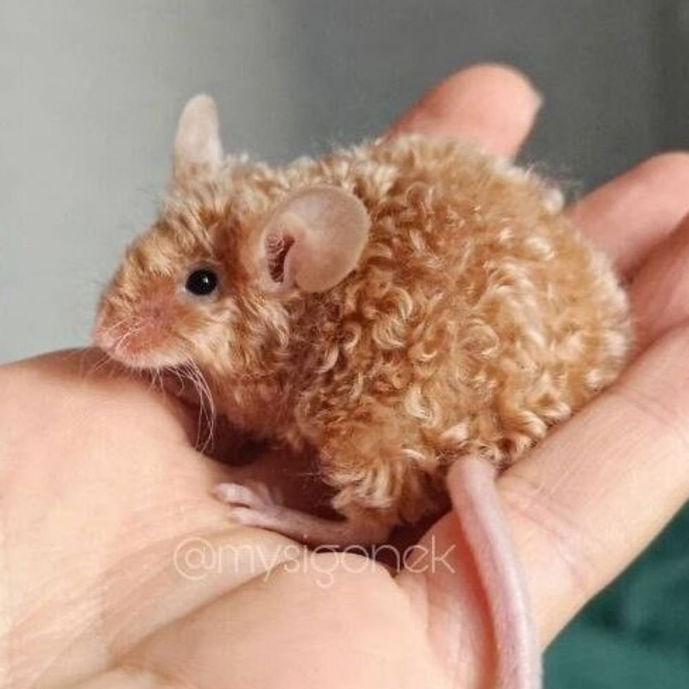 ratinho cacheado