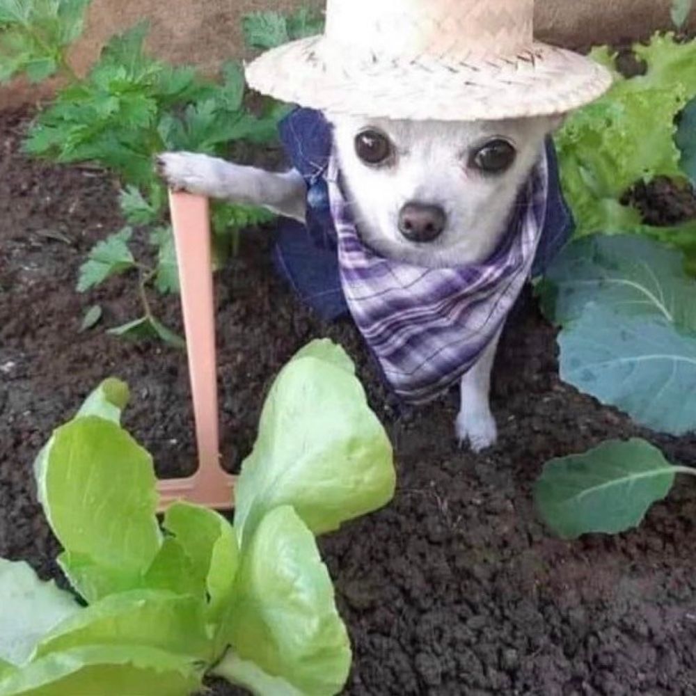 Mini Rick Sánchez