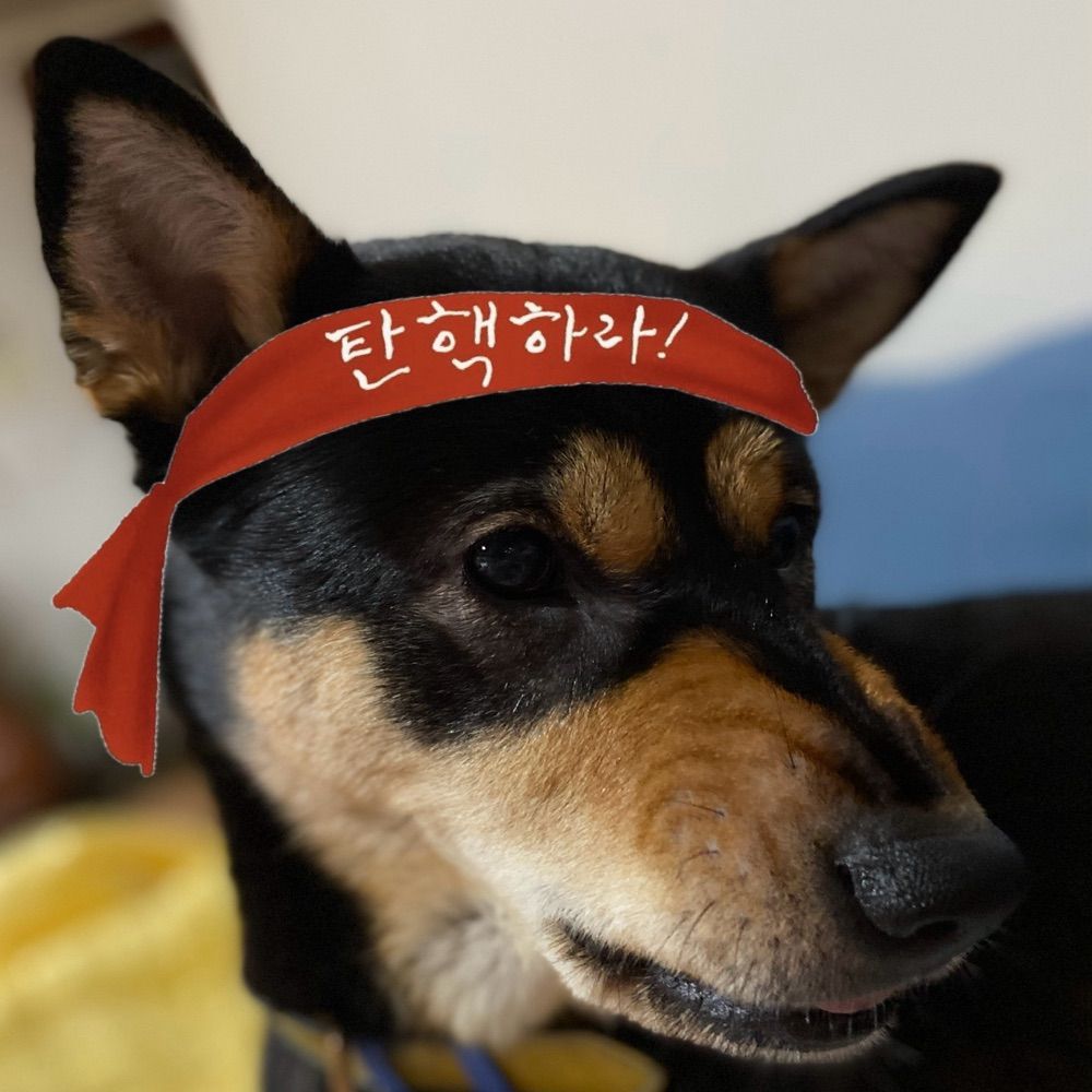 마크로강아지