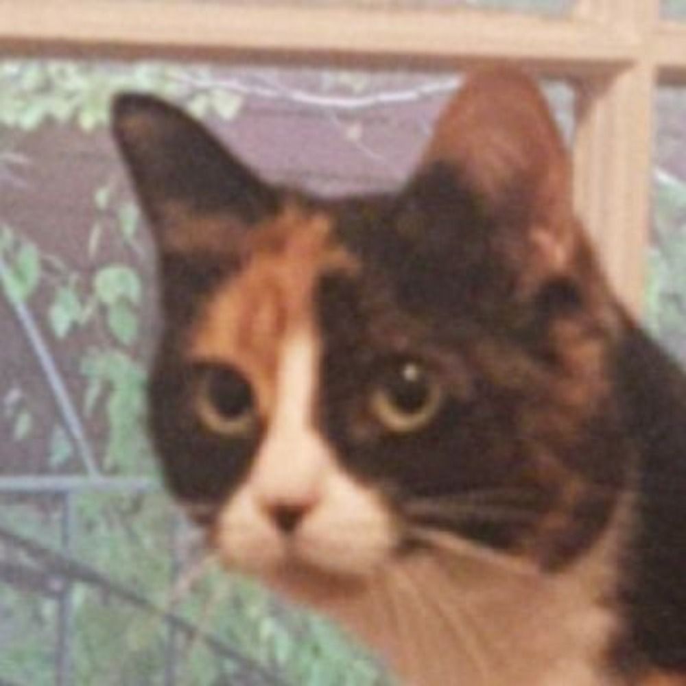 Noodle the Cat
