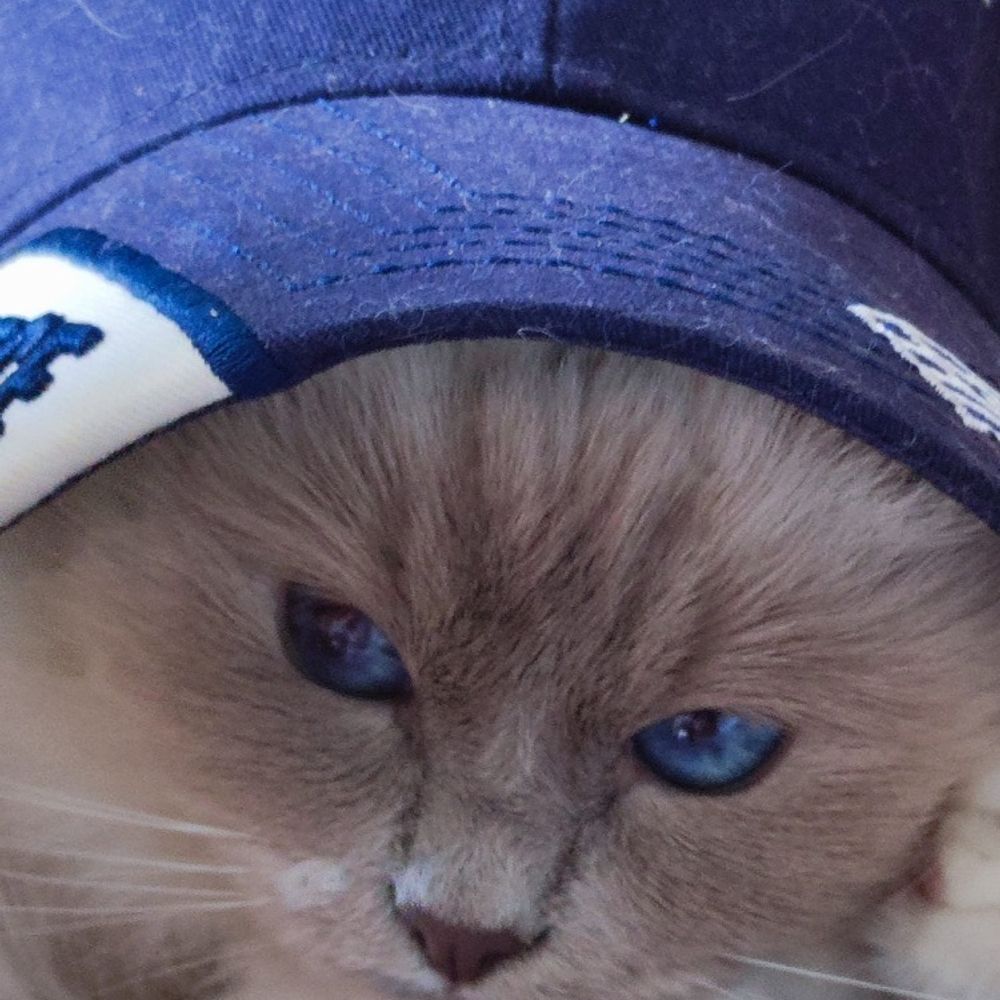 Riva the Birman