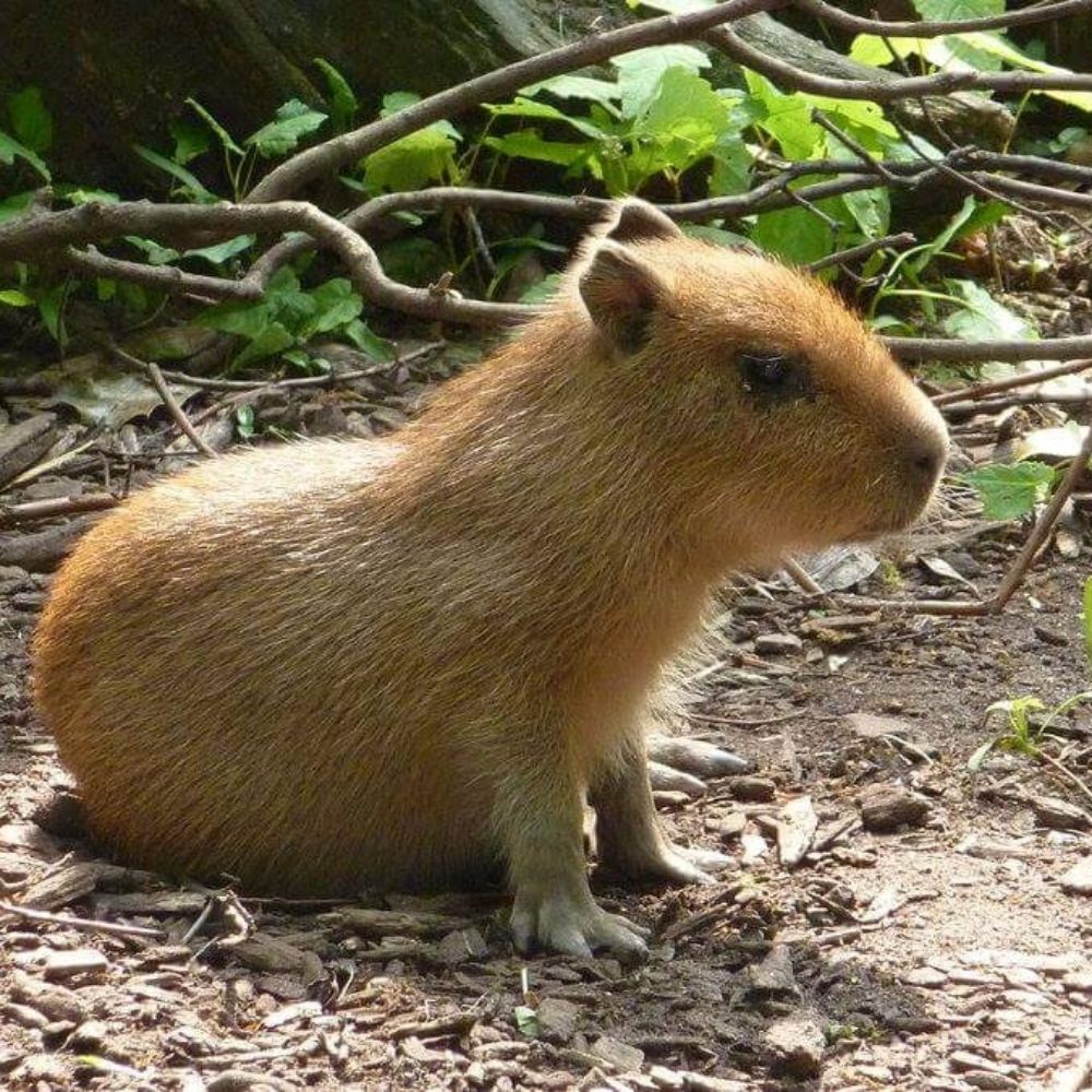 Tuzi