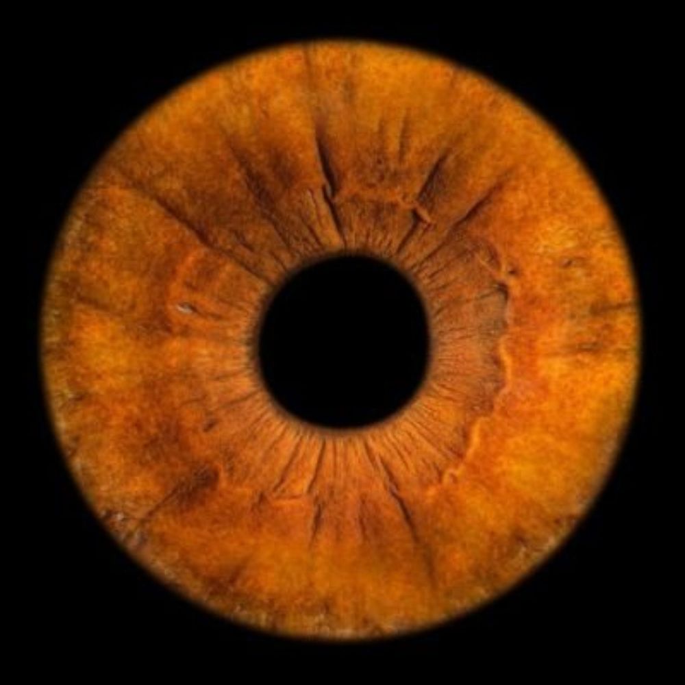 Sephrenia