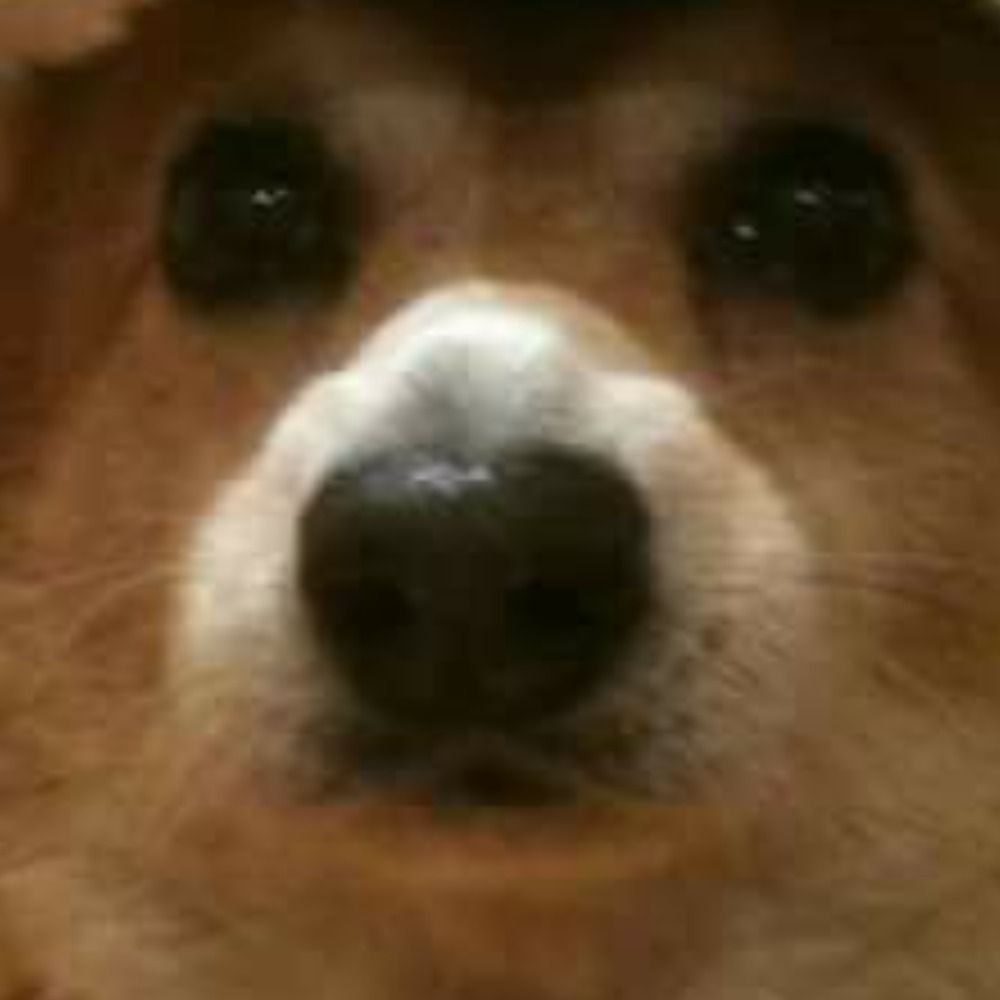 Corgi, potentially some kind of dog