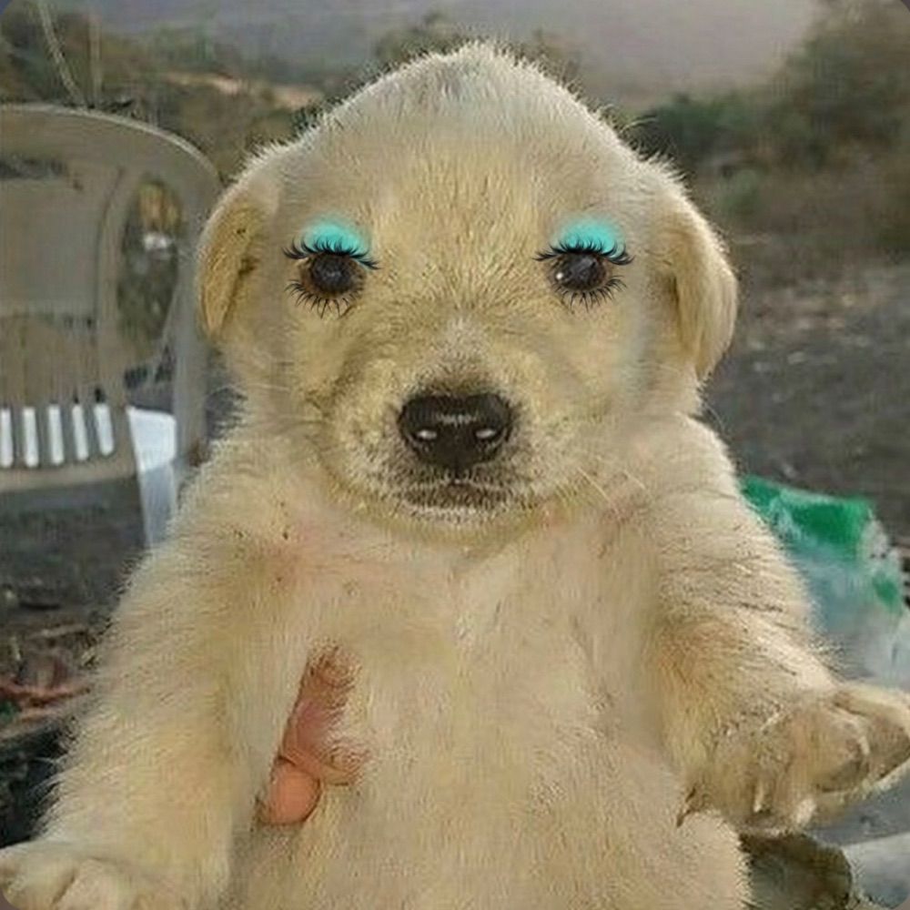 georgia ʕ·ᴥ·ʔ