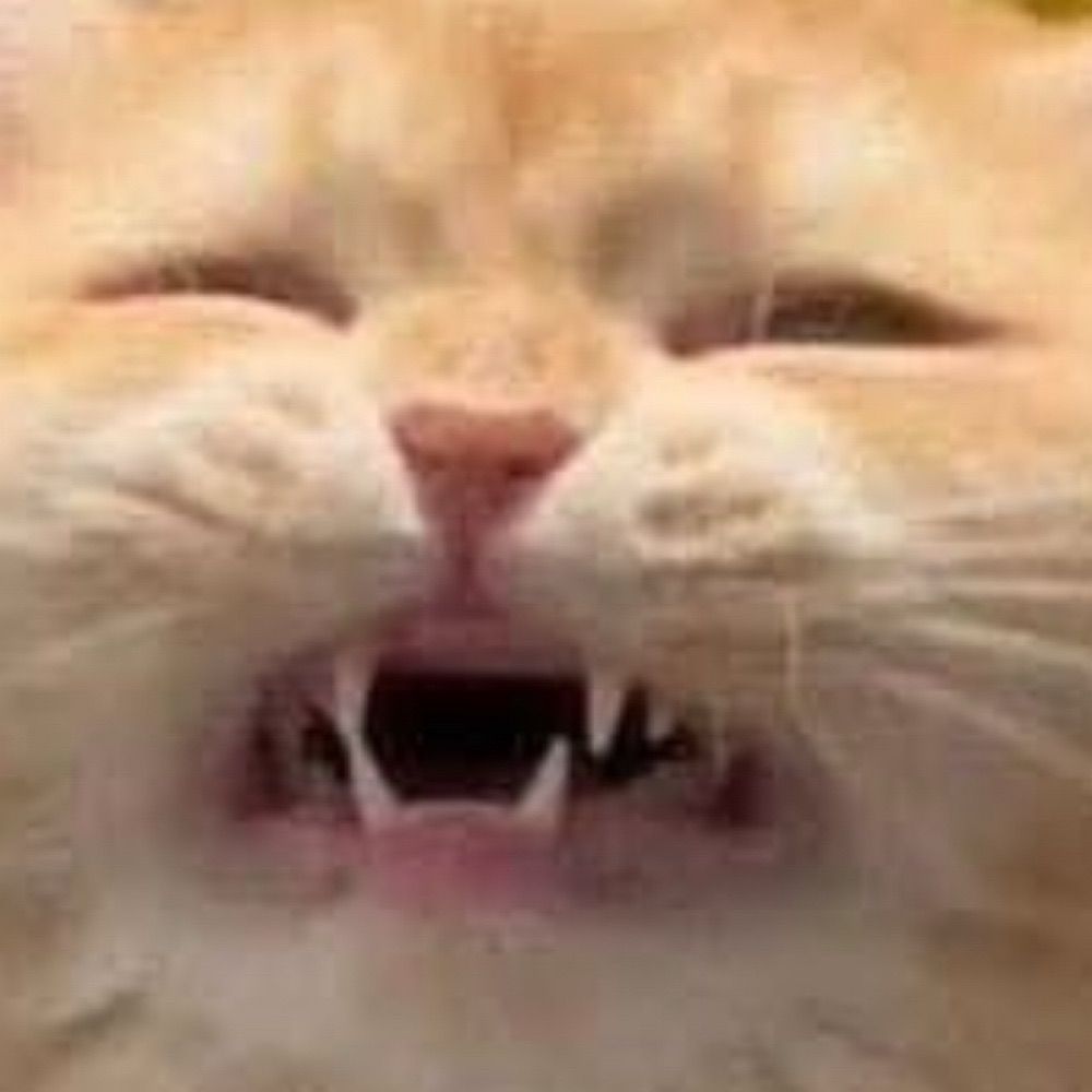 Coco Cat
