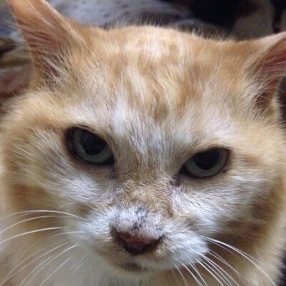猫屋敷かずめ