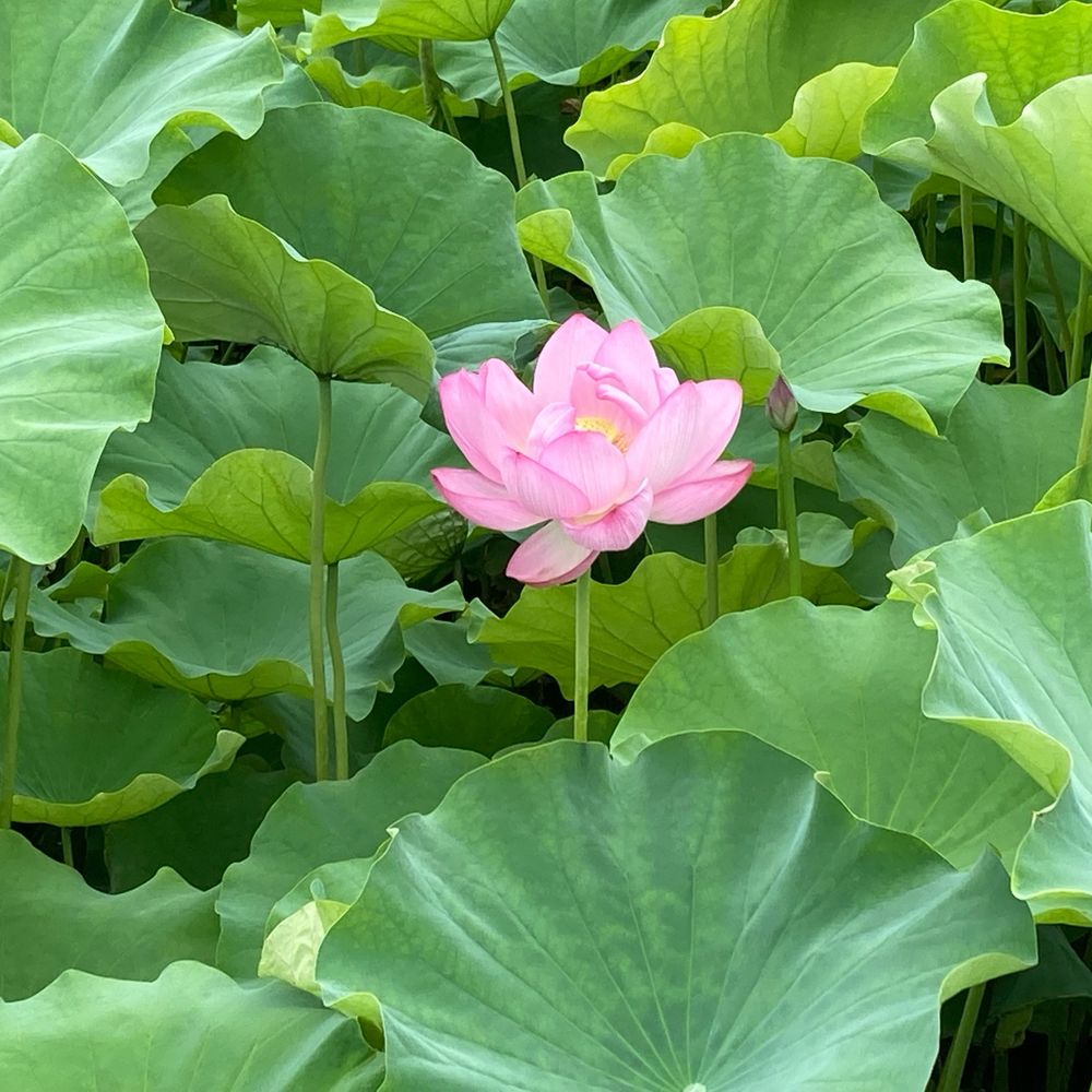 西見伶