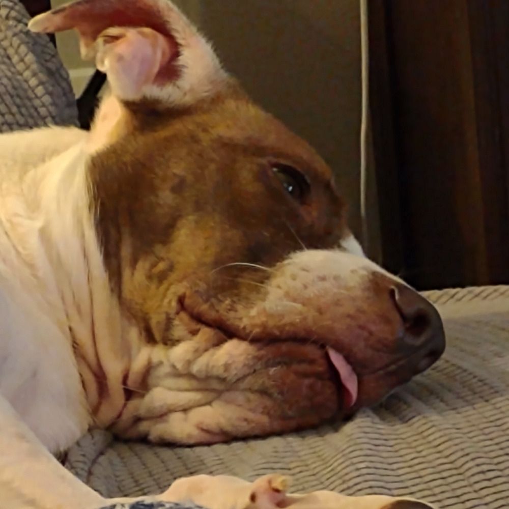Metadata Blep