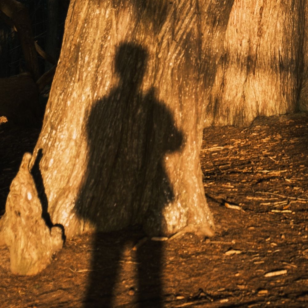 Stills Within Shadows