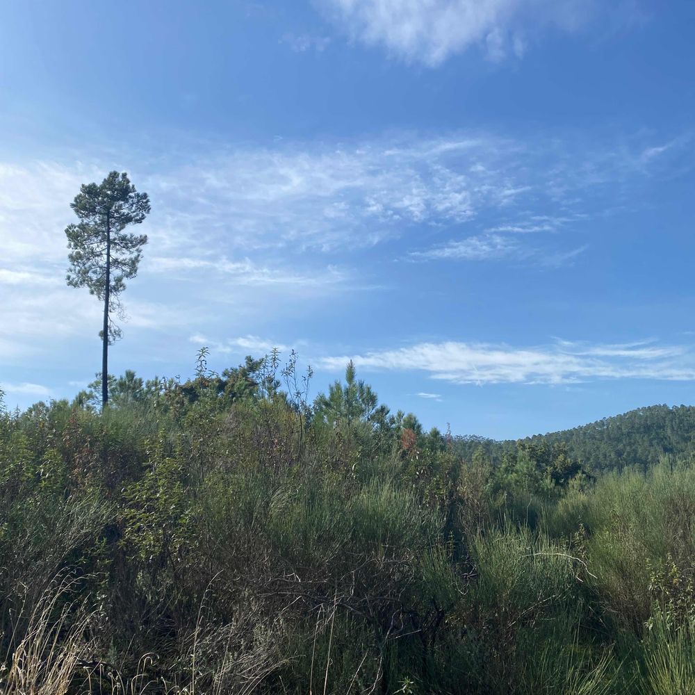 markinmadrid.bsky.social