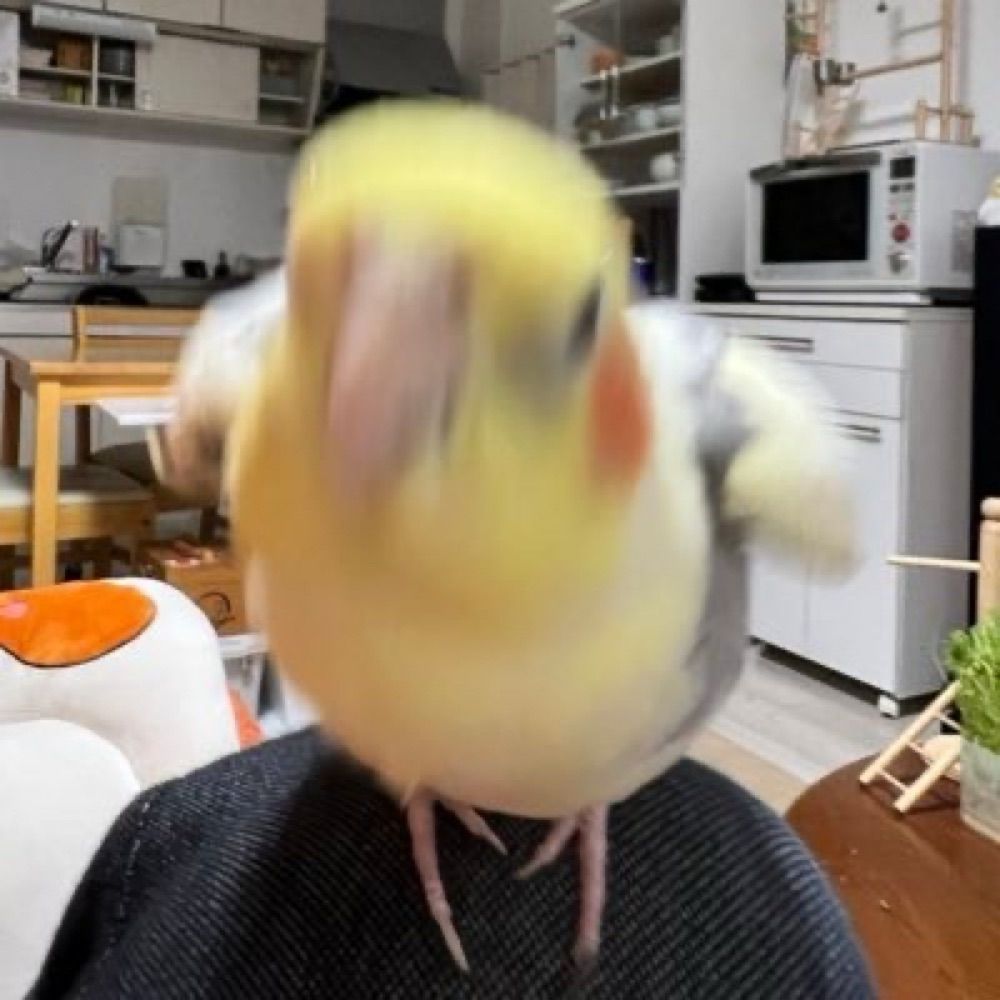 明만 (상태:제정신병자)