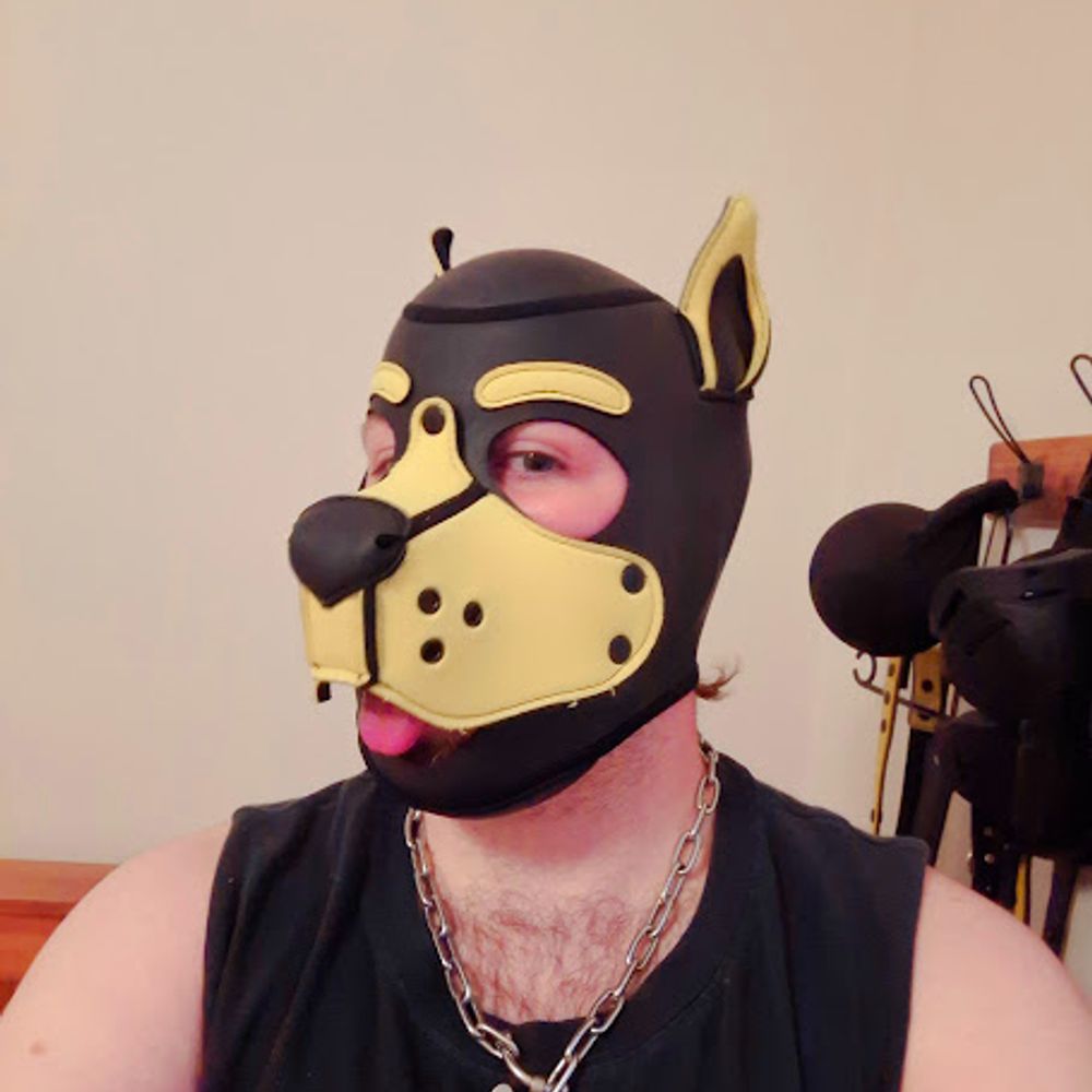 Pup Aster