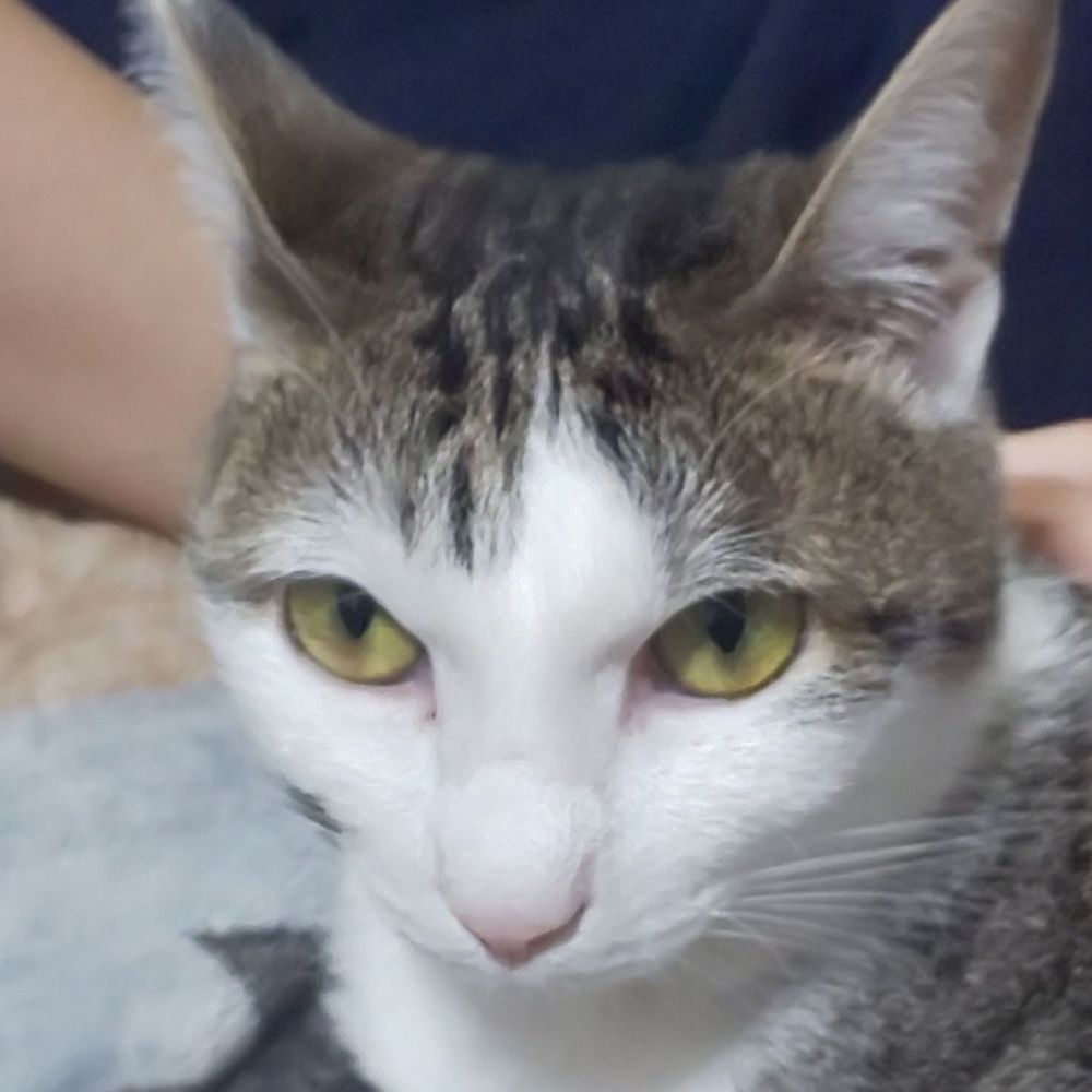 すとみ