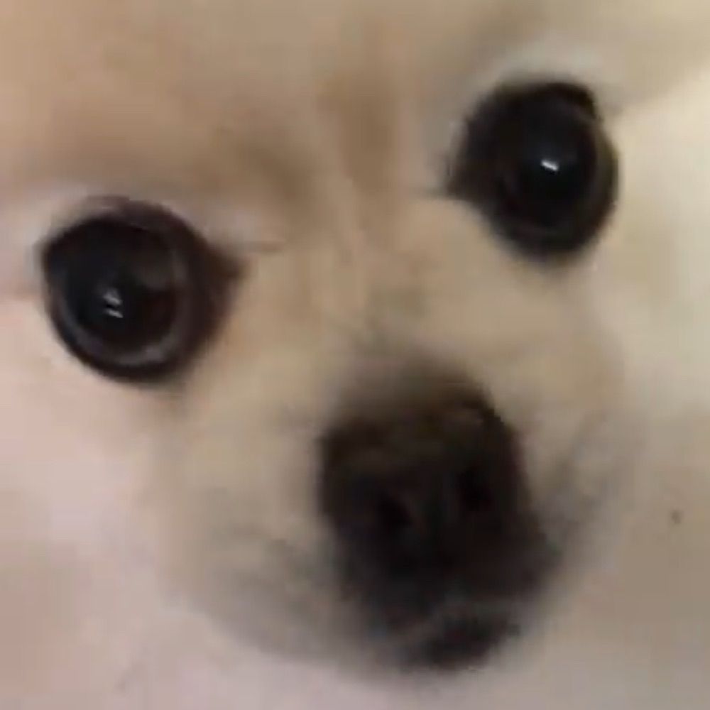 イッヌ
