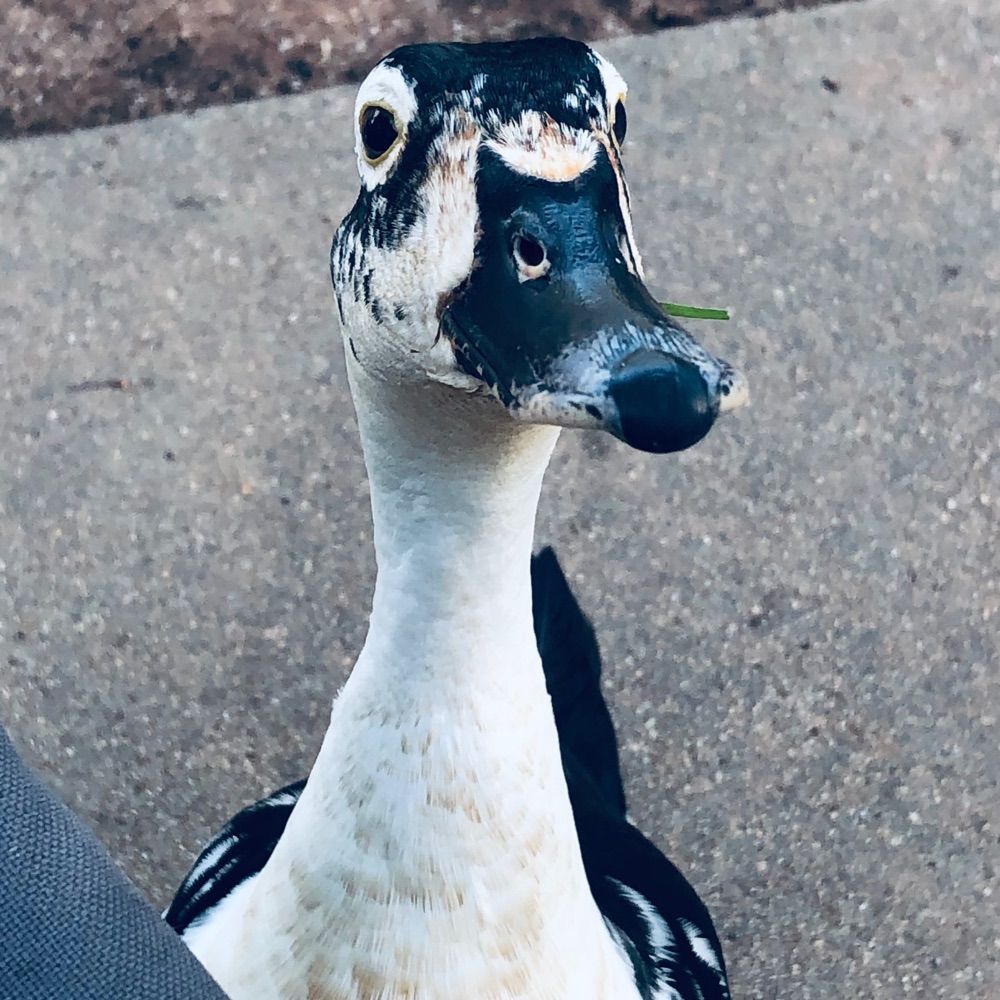 littleblackduck
