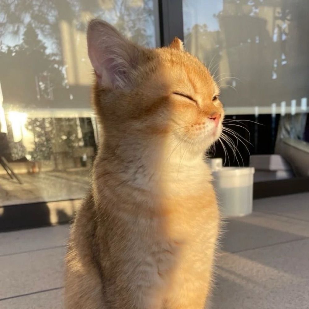 🐾Piatre™🌱
