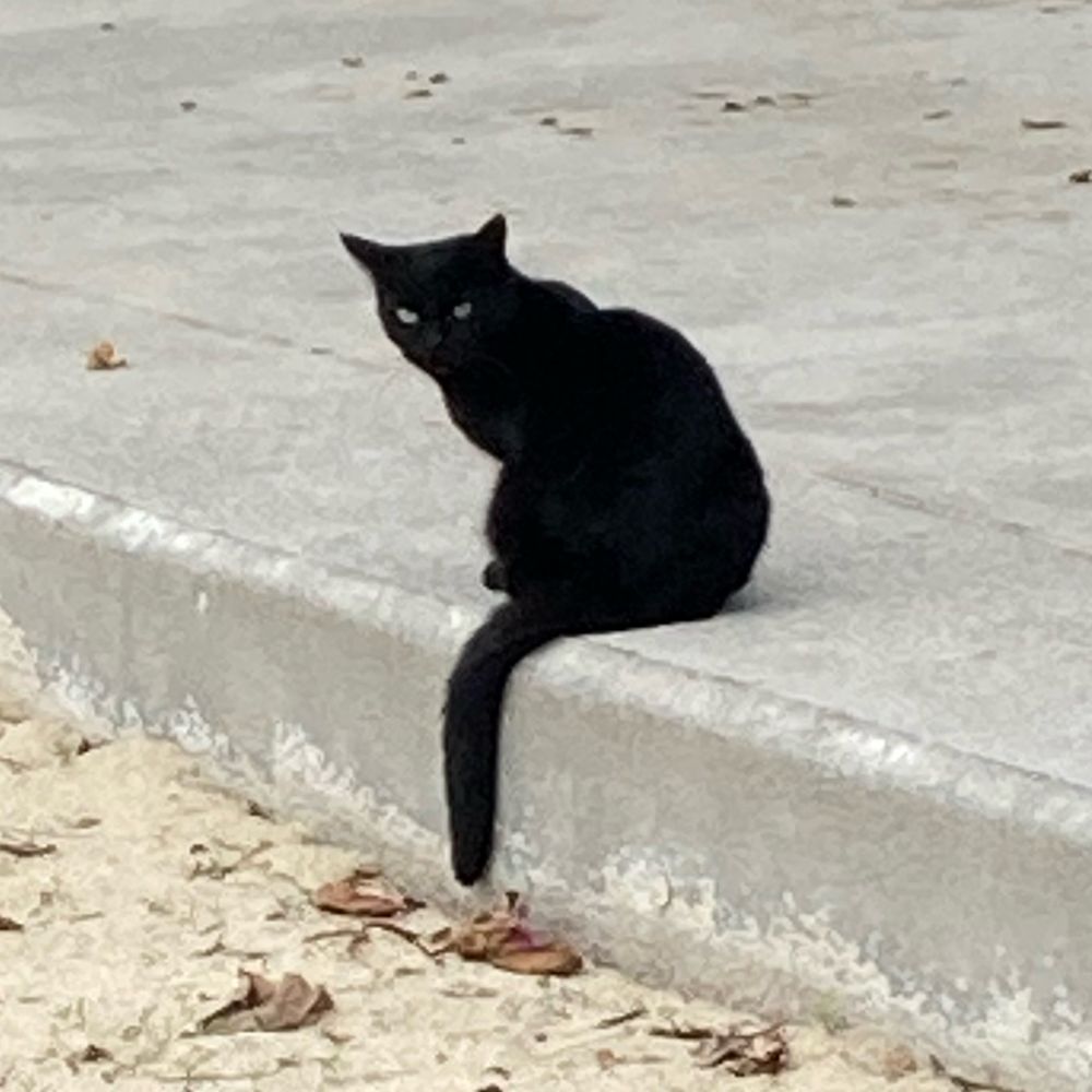 ある猫
