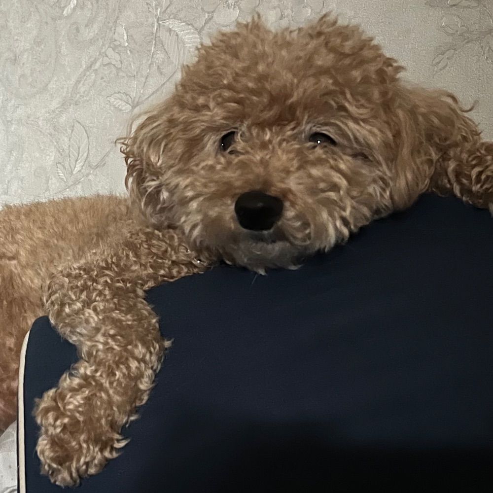 뽕삐