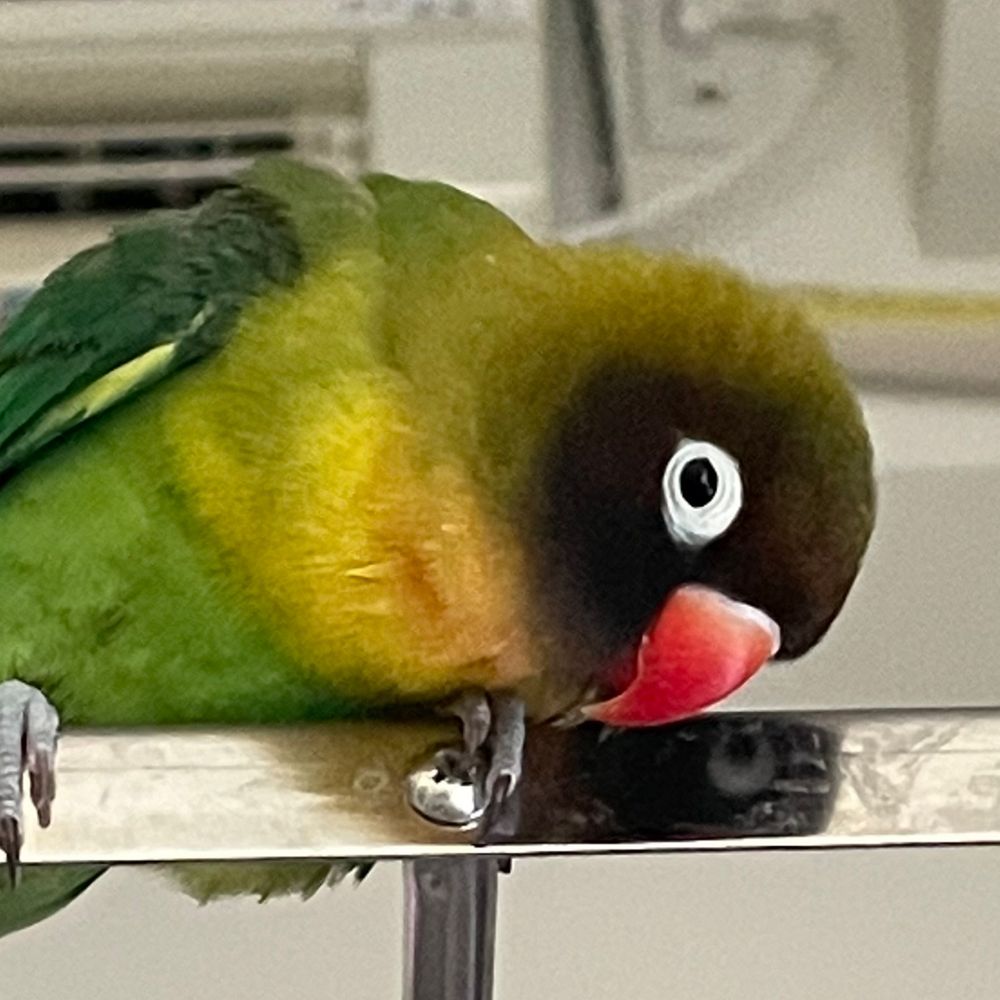 ぬっぬ