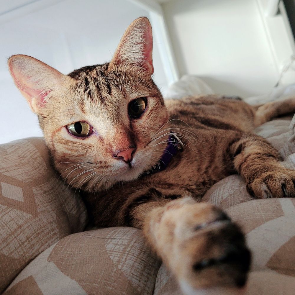 Kitten Me Not