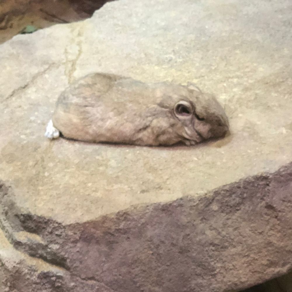 もも