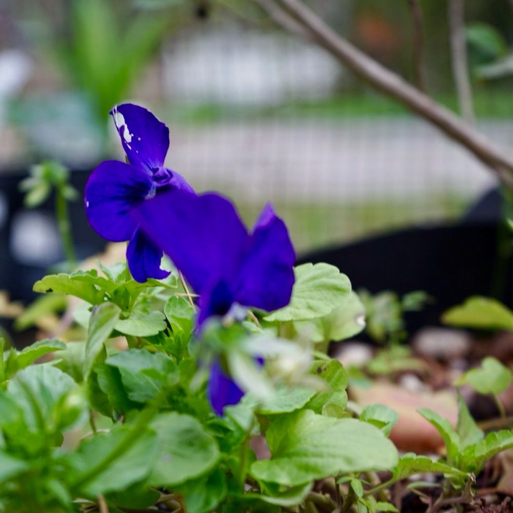 Bulbancha Blooms Community Garden