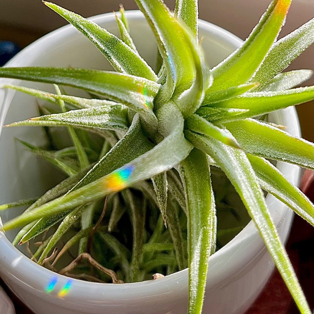 🌱🎨☀️Mossball