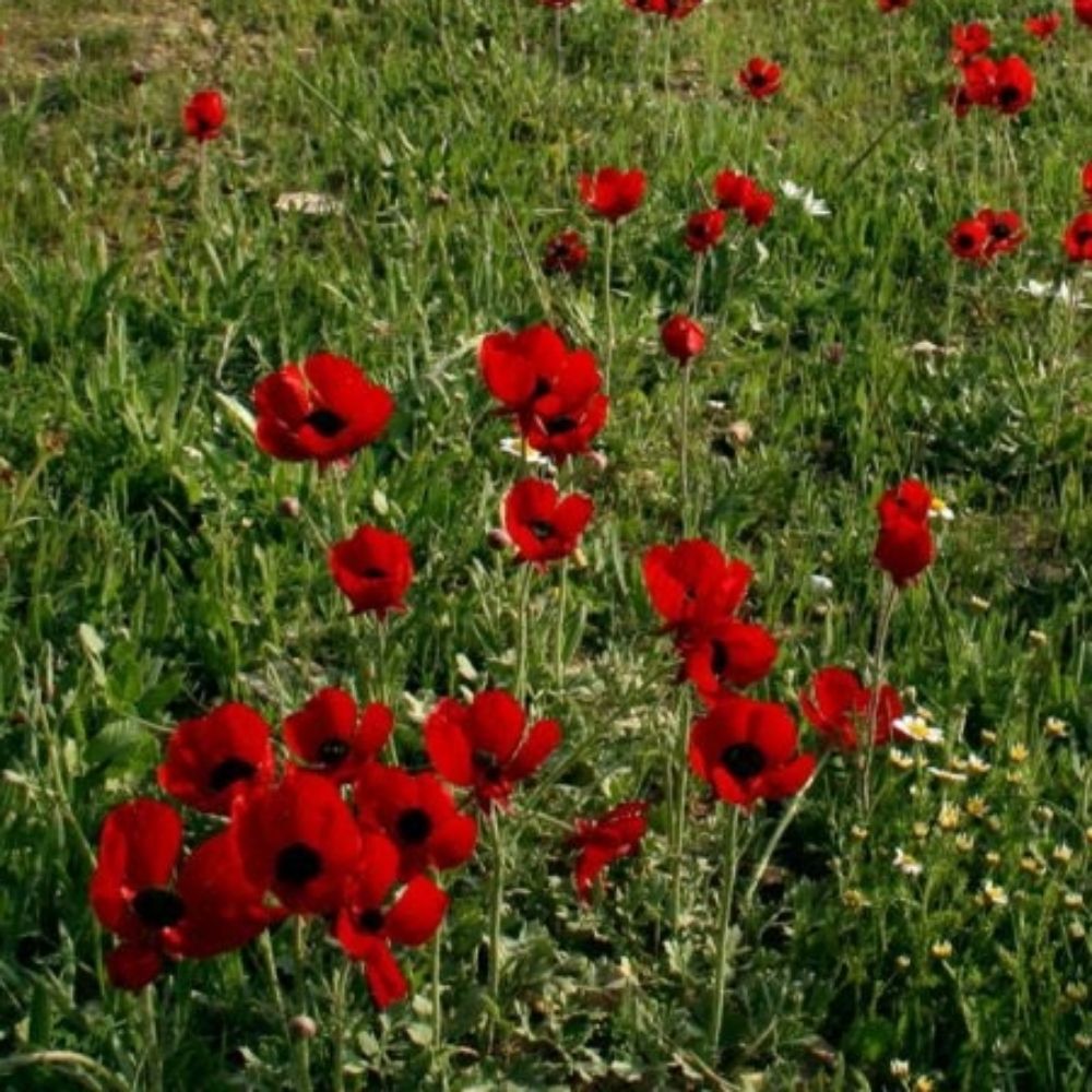 guilllotine.bsky.social profile picture