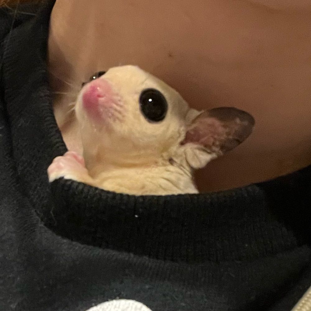 すい