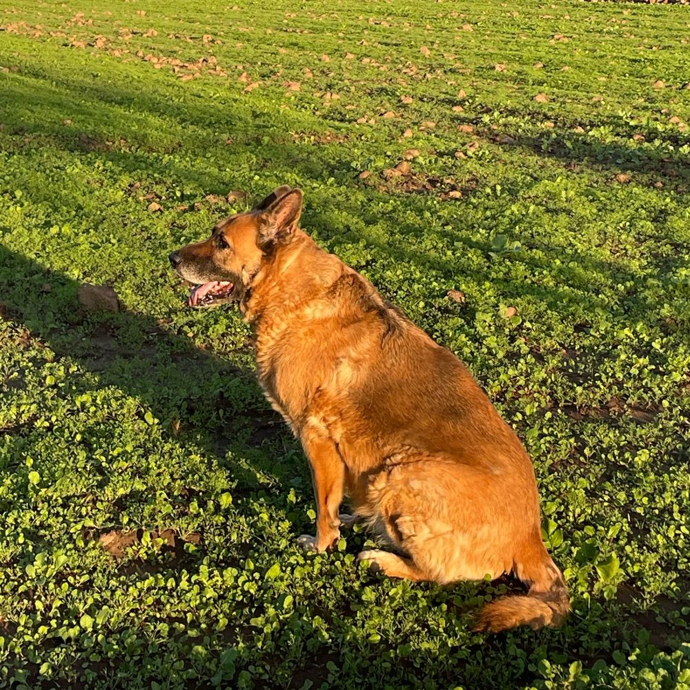 Dani