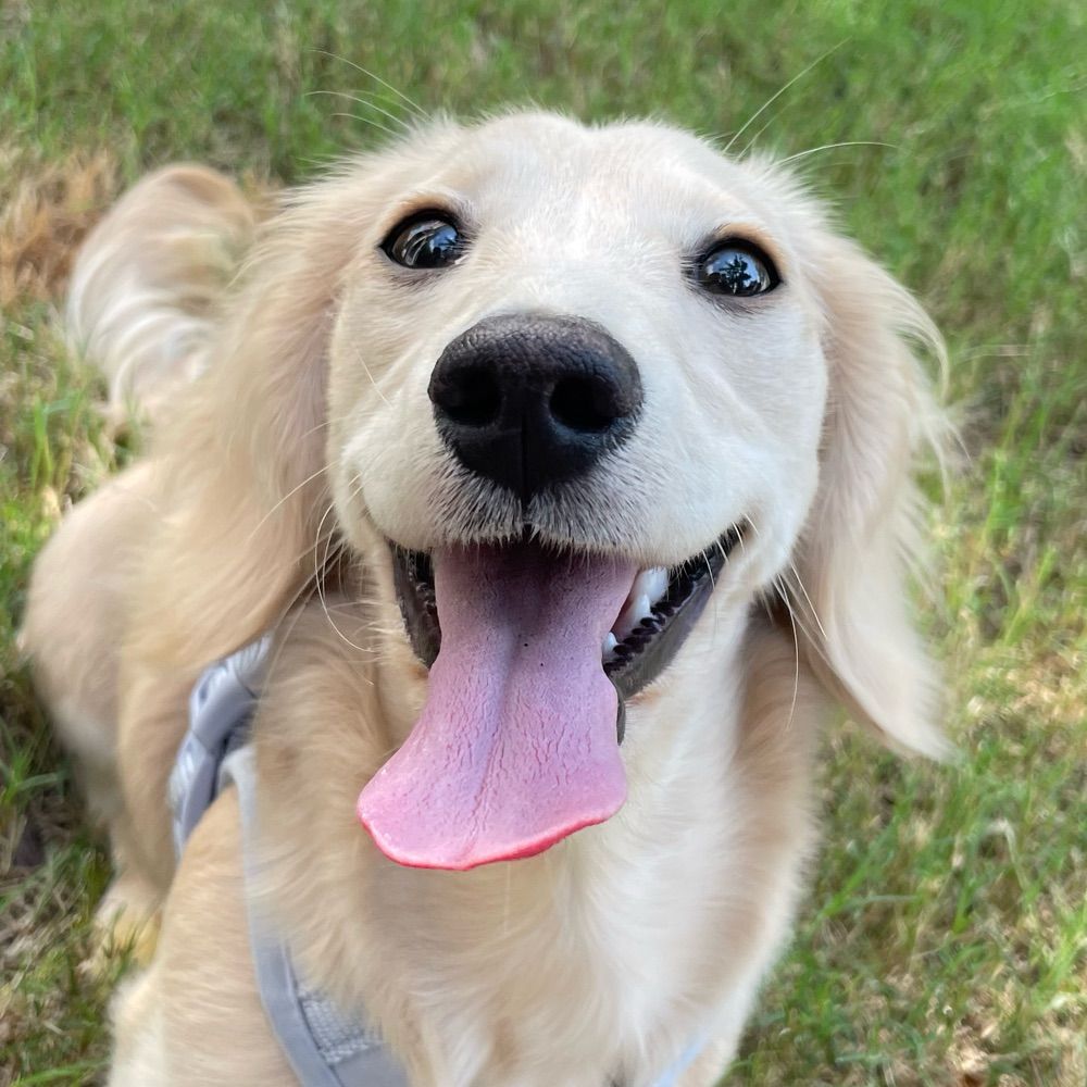 Georgie the Ween