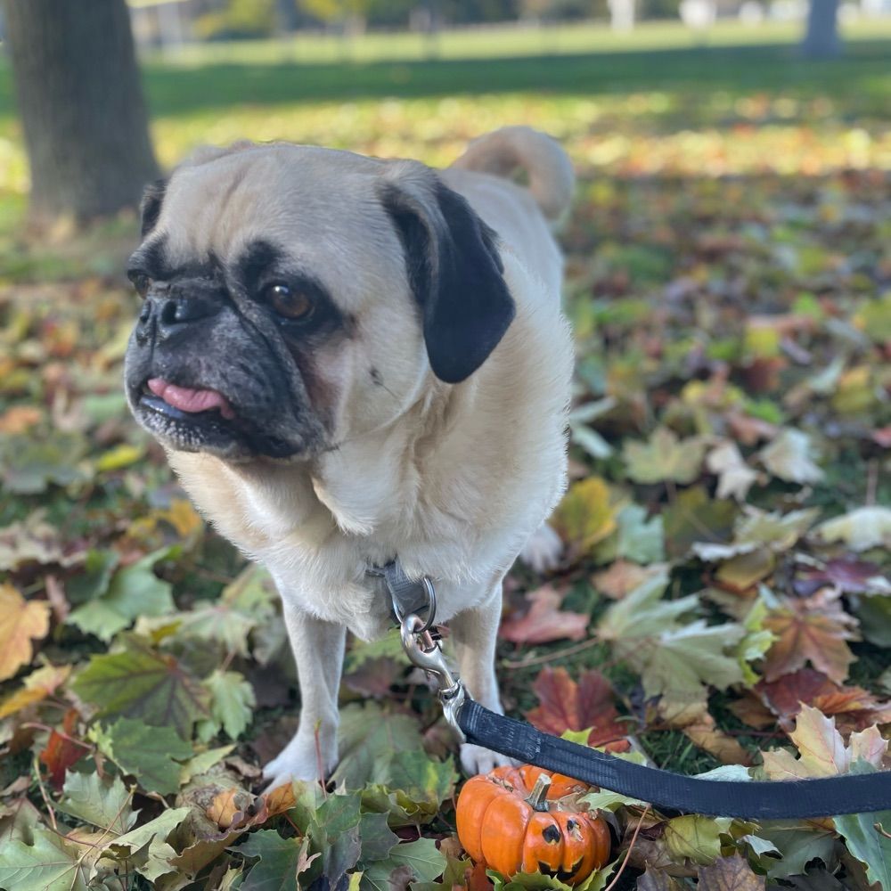 Pug Guy