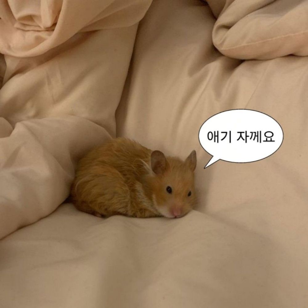 망쥬이자 단