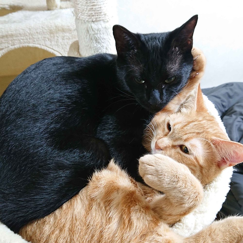 Firippu