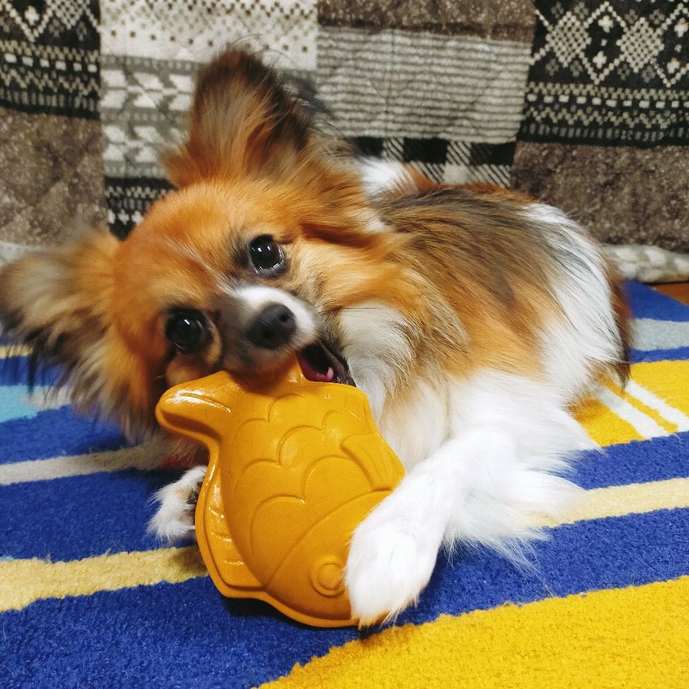 秋のこ