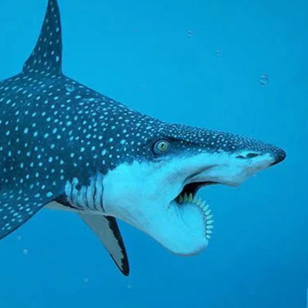 Helicoprion Dentist