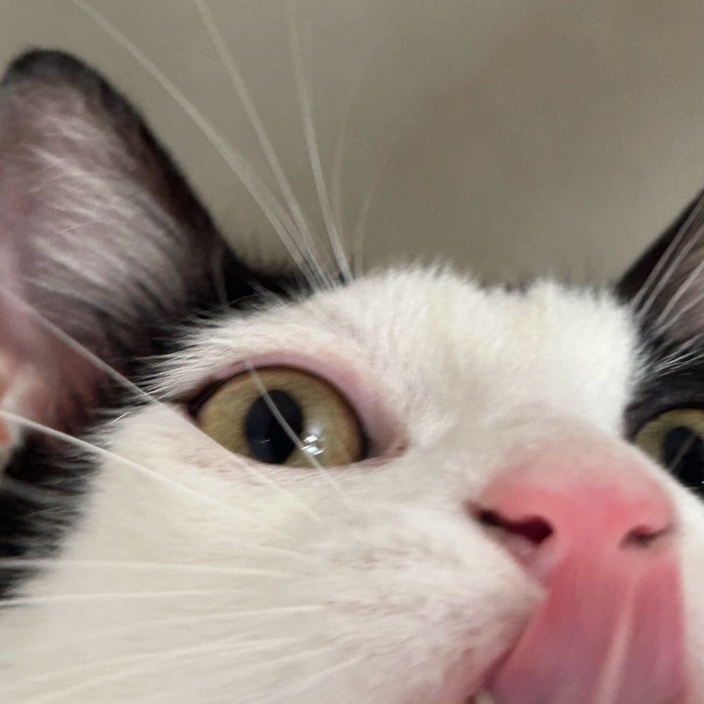 Lele 