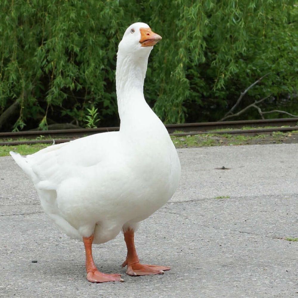 goose