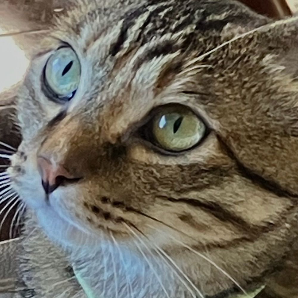 ROKO