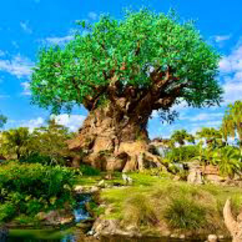 Disney’s Animal Kingdom Wait Times