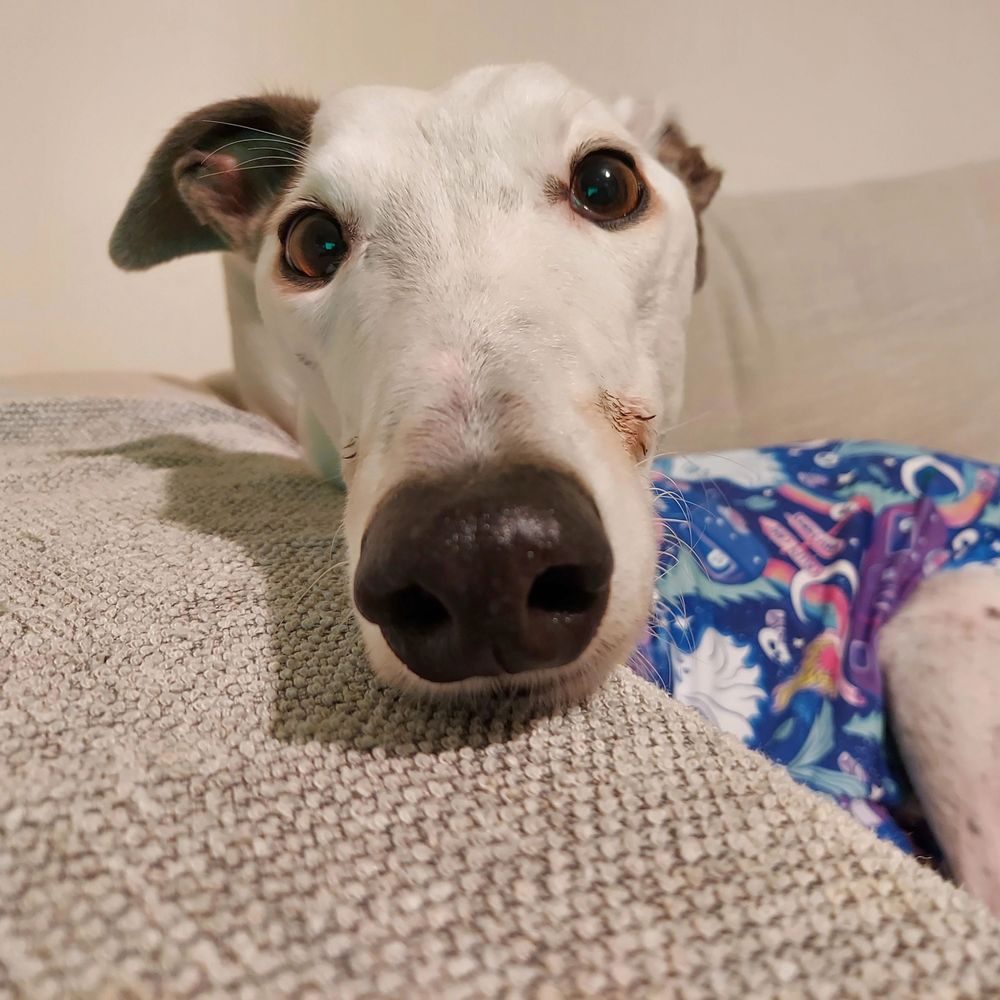 Ruby The Rescued Greyhound