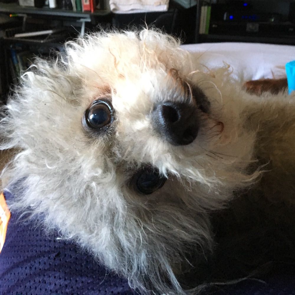 Toto2