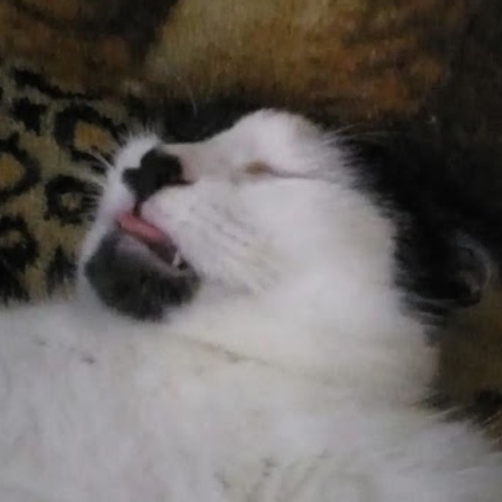 Luq