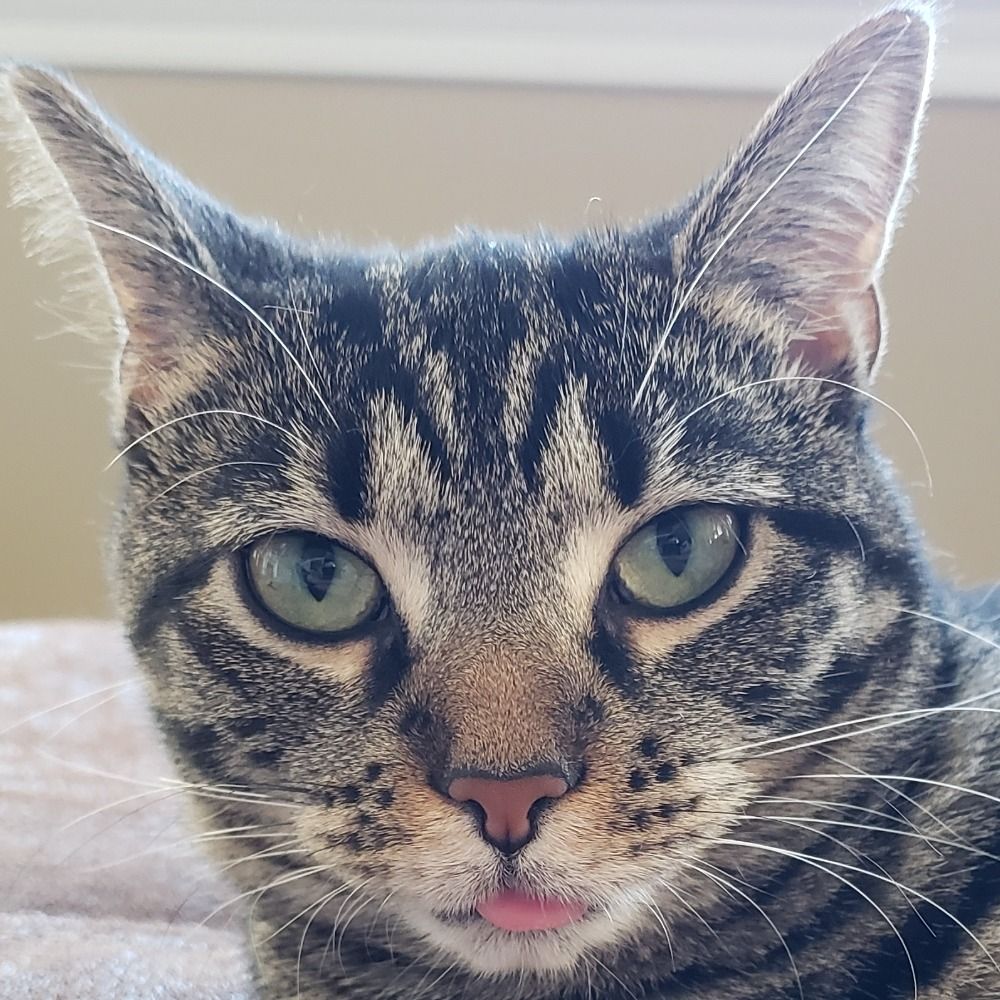 nya