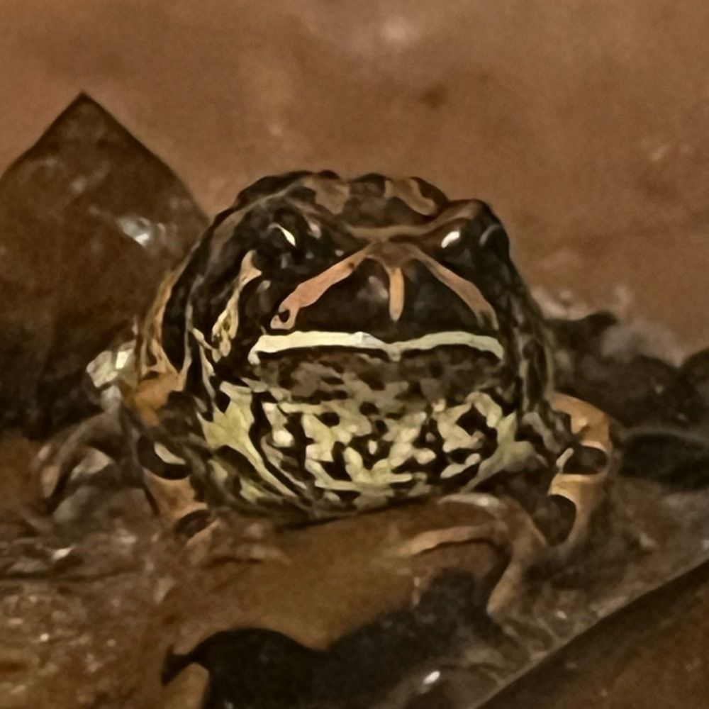 have frogs, will tell you about them