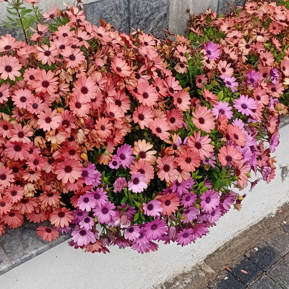 1910anka.bsky.social