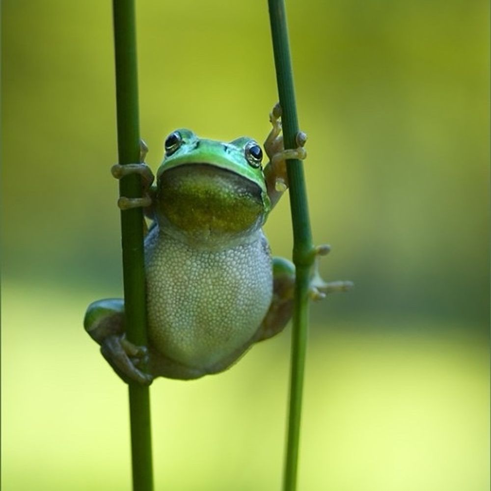 あいこ