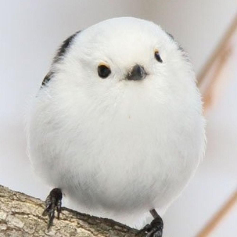 さらせにあ