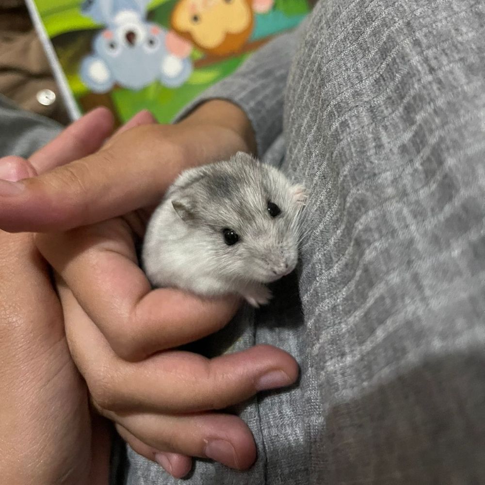 Lia